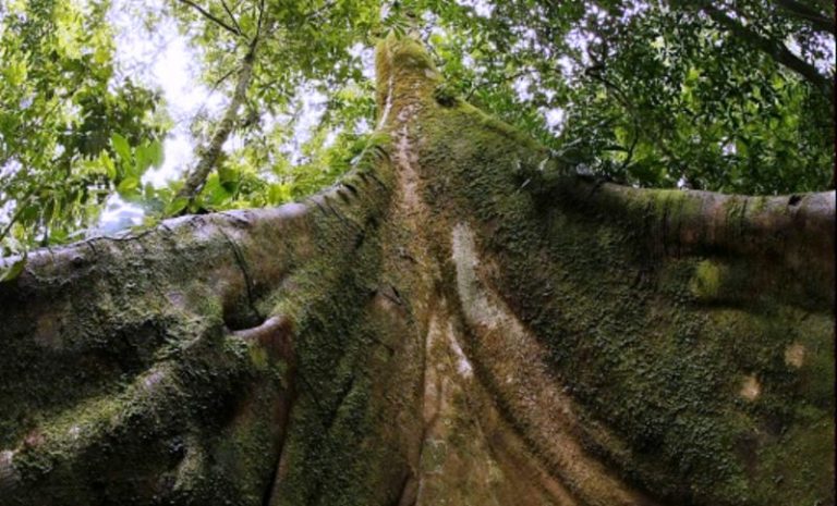 Felíz día del árbol!