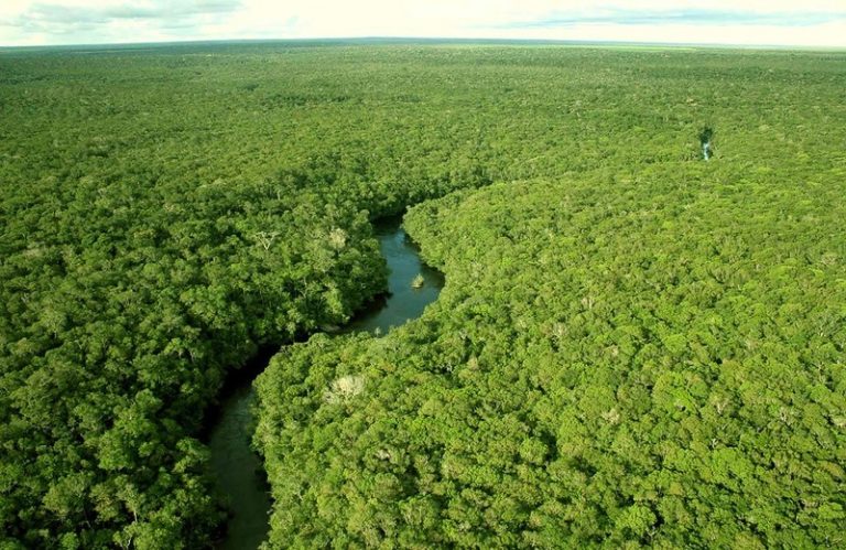 Los bosques juegan un papel importante en el cumplimiento de los objetivos climáticos de París