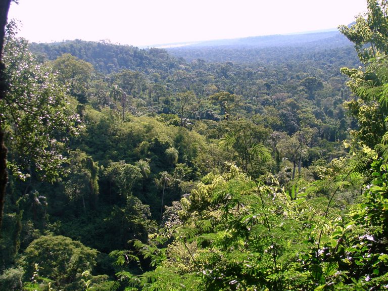 Hoy arranca la III Semana Forestal para conmemorar el Día Internacional de los Bosques