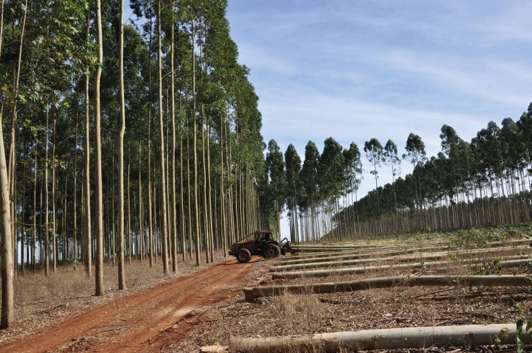 Madera reforestada de eucalipto reimpulsa la industria de muebles