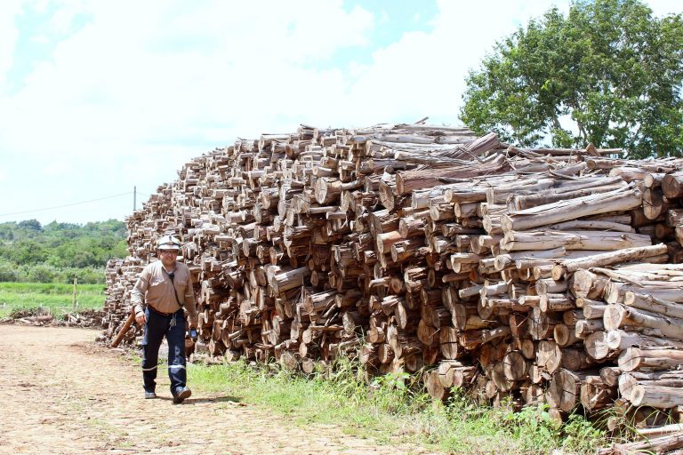 Consumo de biomasa alcanza 6,2 millones de toneladas al año, según informe del MOPC