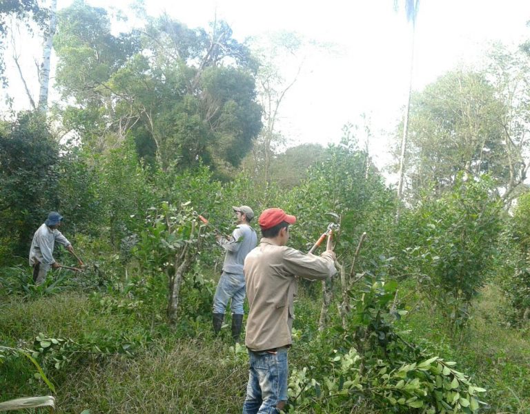 Amenaza de posible invasión de reserva boscosa por parte de “campesinos sin rollo” en Caazapá