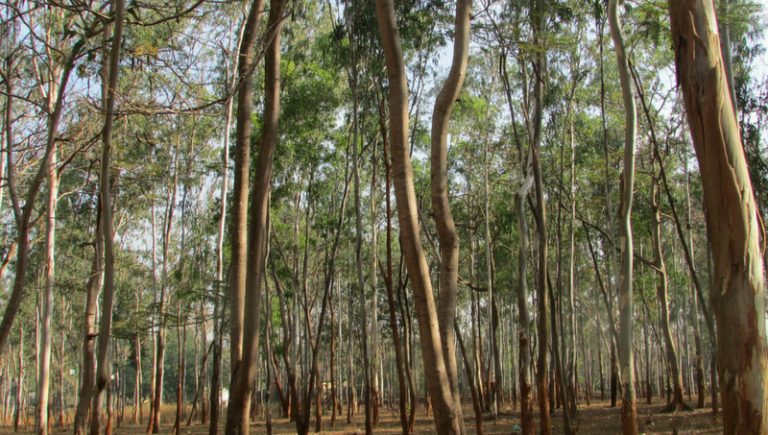 La industria maderera podría generar USD 70 millones este año