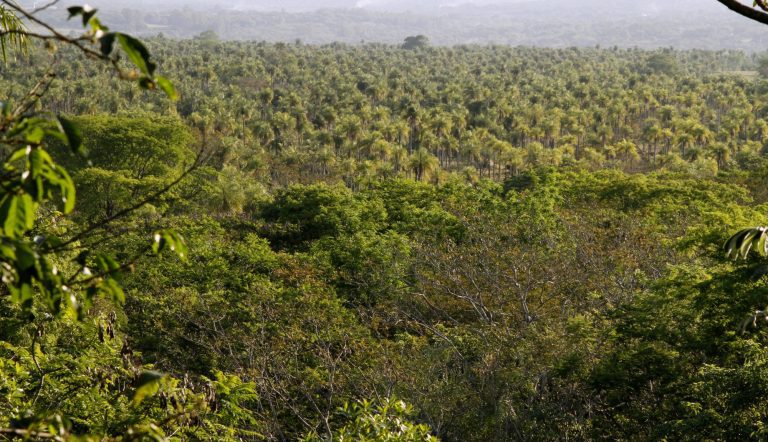 Celebramos el día internacional de los bosques!