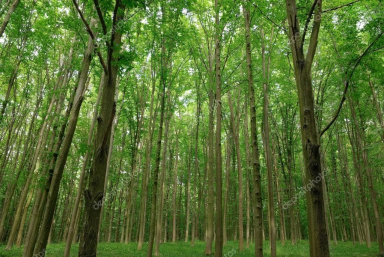 Hoy se realiza conversatorio con legisladores sobre Producción Forestal