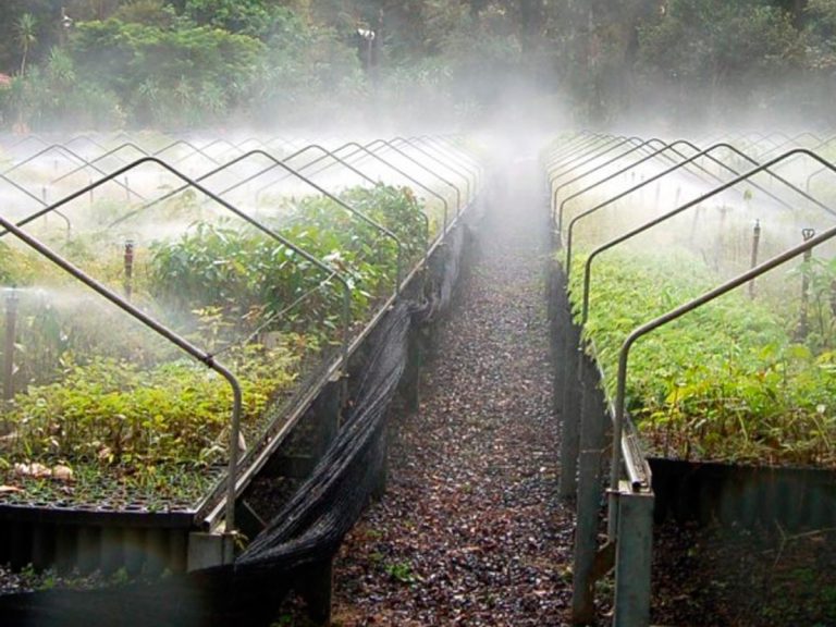 La Región Oriental tiene capacidad de producir más de 45 millones de mudas de plantas al año