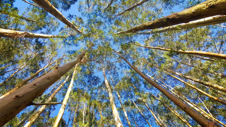 Año difícil, pero con balance positivo para el sector forestal