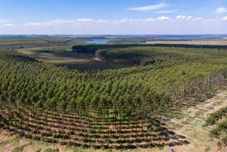 Hoy, cuarto panel forestal con la participación de especialistas internacionales
