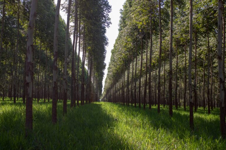 Fepama condena invasión y hostigamiento permanente de grupo campesino a industria forestal en Alto Paraná