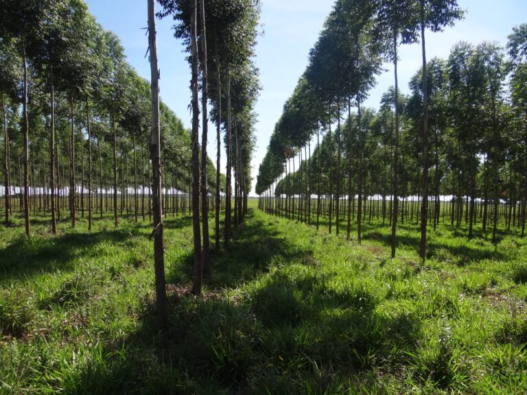 Ejecutivo promulgó modificación de ley para exportar madera exótica
