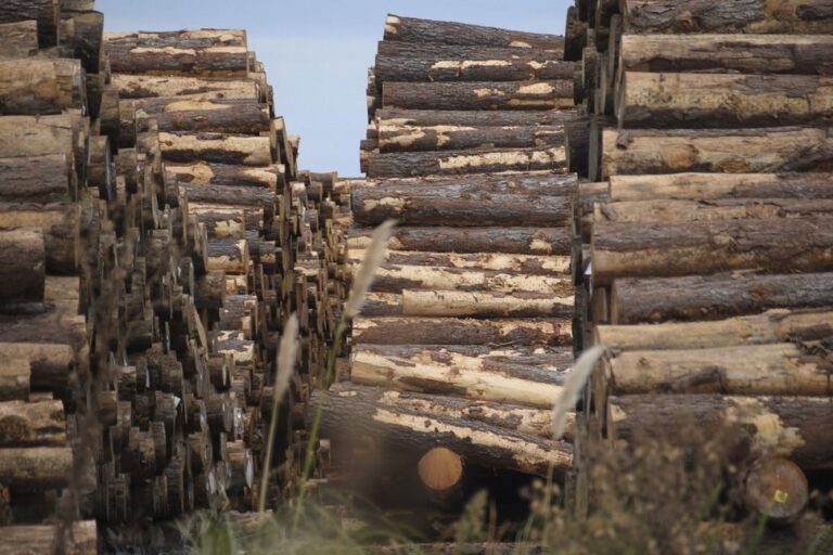 Uruguay concreta histórica exportación de 90.000 toneladas de madera a