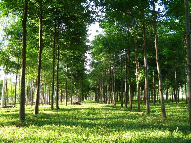 Forestal Caaguazú apuesta a la producción sostenible