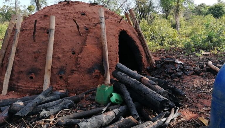 Invasión de propiedad privada con reforestación pone en riesgo las inversiones
