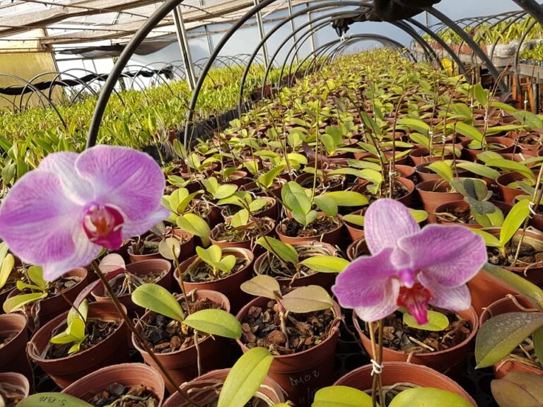 Destacan a empresa dedicada a la exportación de madera de eucalipto y producción de orquídeas