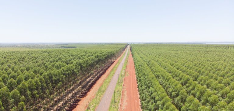 La compañía que transformó la industria maderera de Paraguay