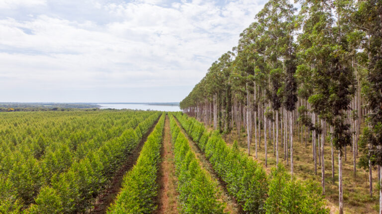 Producción forestal, mercados e incendios serán analizados durante seminarios virtuales