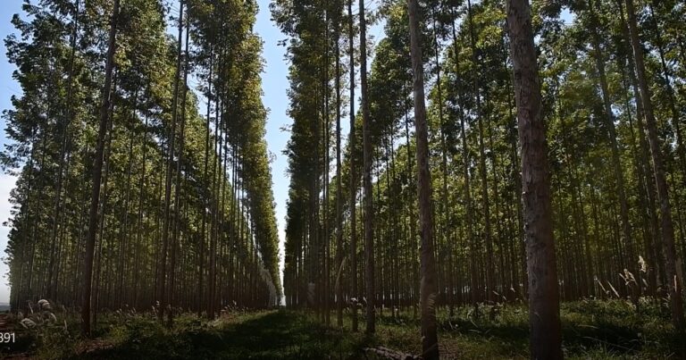 Empresa forestal valora rol del sector privado en la sostenibilidad de la reserva de biósfera ITAIPU