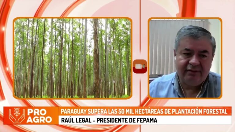 Evaluación de fin de año y perspectivas del sector foresto industrial en Paraguay