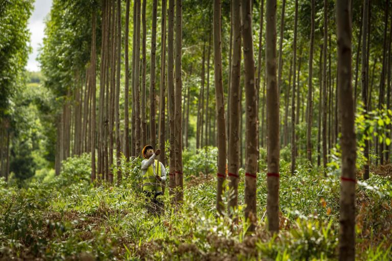Unique Wood Paraguay: más de 20 años impulsando la producción forestal sostenible